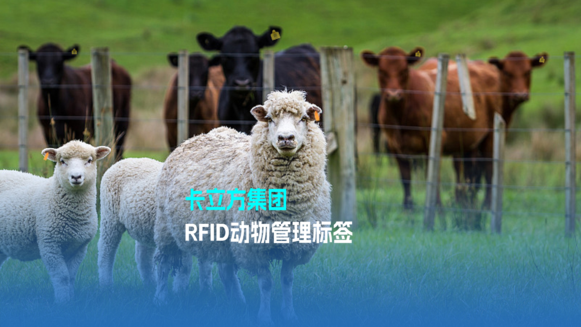 J9国际集团集团RFID动物管理标签 科技赋能现代畜牧业新篇章